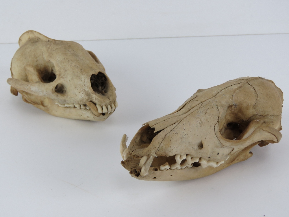 One juvenile fox skull, one badger skull, each measuring 5.5" in length.