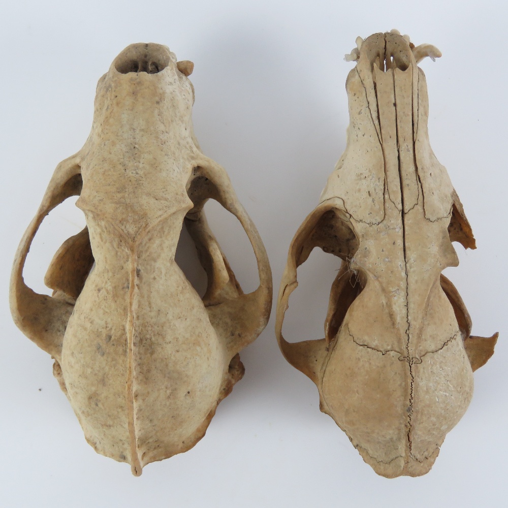 One juvenile fox skull, one badger skull, each measuring 5.5" in length. - Image 4 of 5