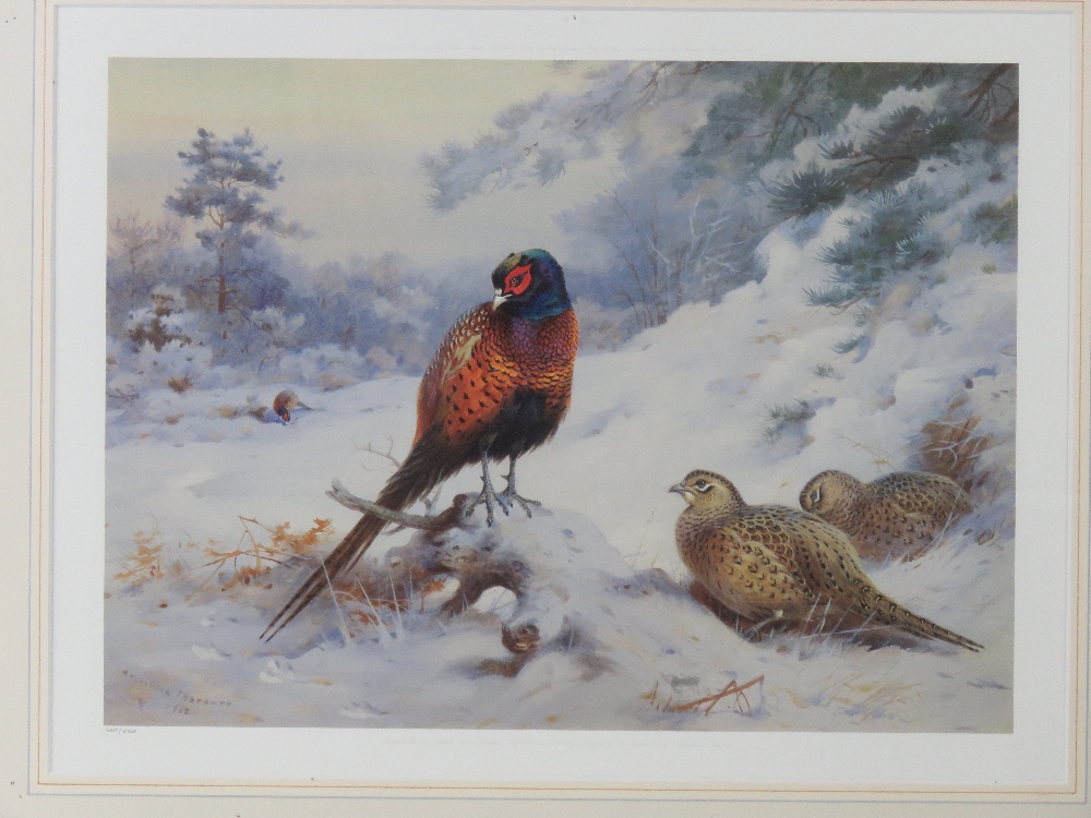 Print; Archibald Thorburn, a limited edition print of cock and hen Pheasants in snow, 620 of 850, - Image 2 of 3