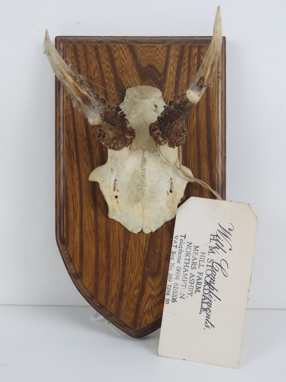A shield mounted Muntjac deer skull fragment with twin horns bearing label for HM Stockdale Hill