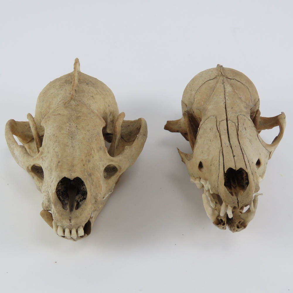 One juvenile fox skull, one badger skull, each measuring 5.5" in length. - Image 5 of 5