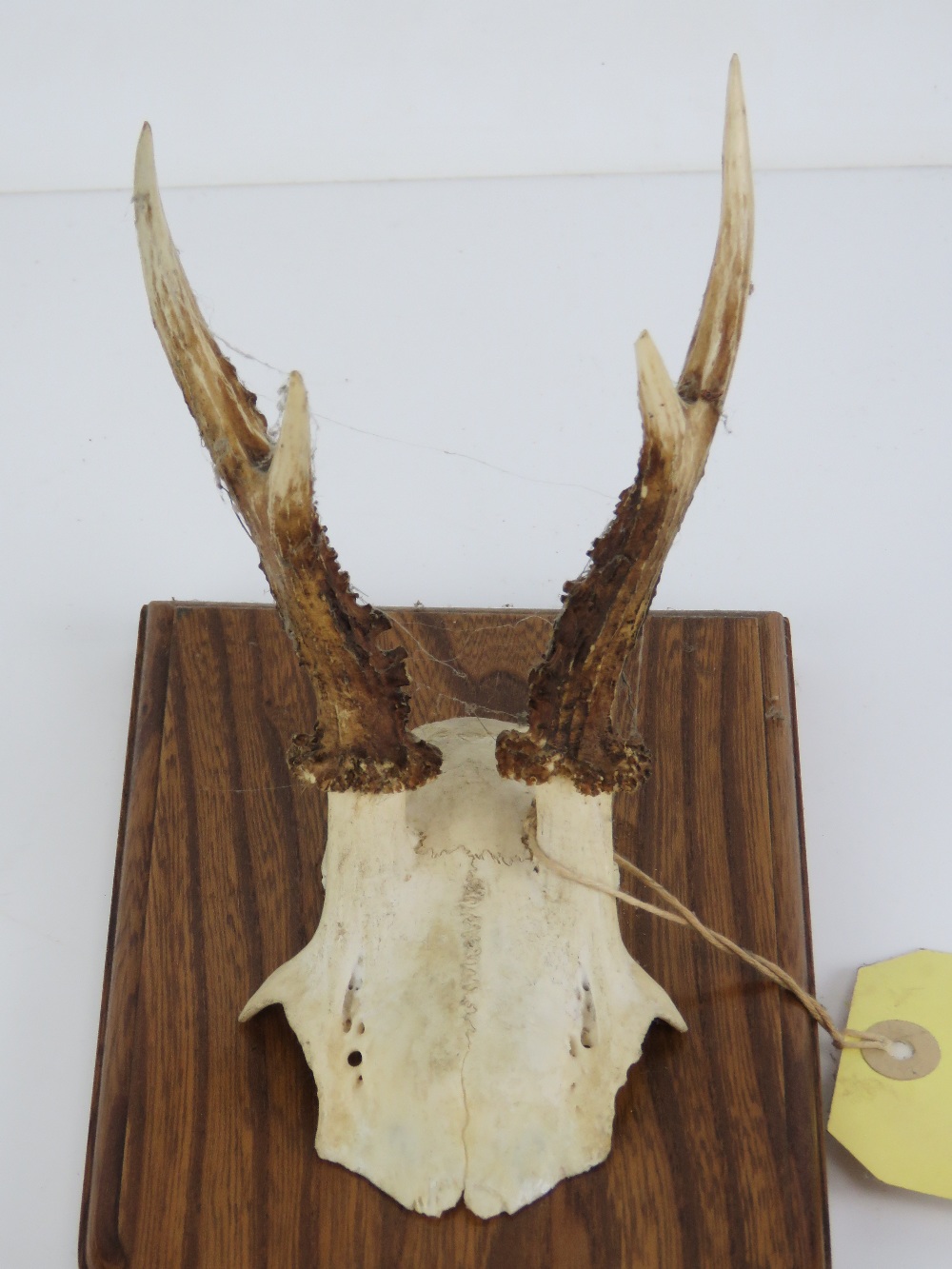A shield mounted Muntjac deer skull fragment with twin horns bearing label for HM Stockdale Hill - Image 3 of 3