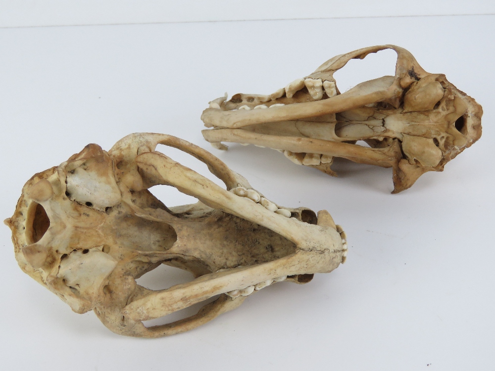 One juvenile fox skull, one badger skull, each measuring 5.5" in length. - Image 3 of 5