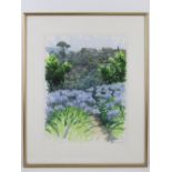 Watercolour, Agapanthus, Tivoli signed R.A. O'Rourke'95, 30.5 x 40cm, framed and mounted.