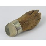 A Victorian otter paw brooch having silver plated mount with makers mark A & Co, 7cm in length.