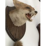 A fine taxidermy fox mask and brush. Shield mounted with brush under.