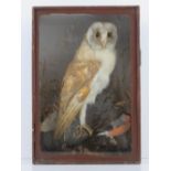 Taxidermy; a Barn Owl together with Bull Finch in a glazed presentation case, 41 x 28 x 15cm.