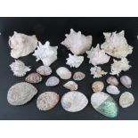 A quantity of assorted seashells,