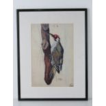 Print; a Continental study of a Green Woodpecker, 35 x 23cm.