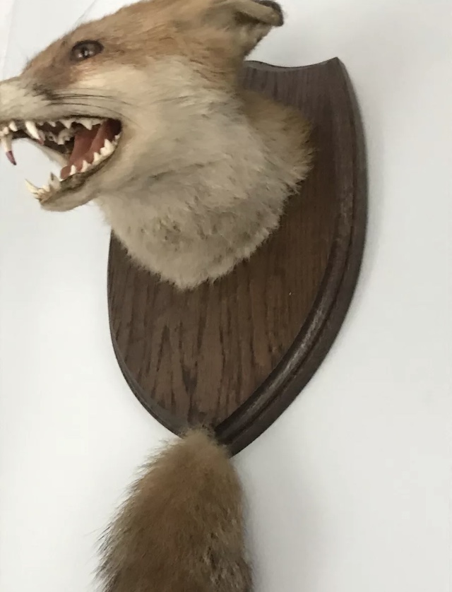 A fine taxidermy fox mask and brush. Shi - Image 4 of 6