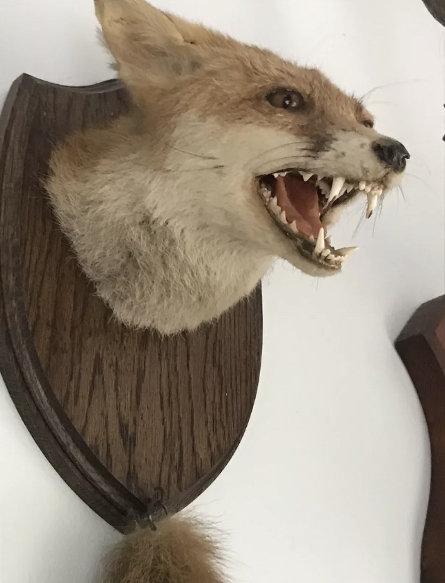 A fine taxidermy fox mask and brush. Shi - Image 3 of 6