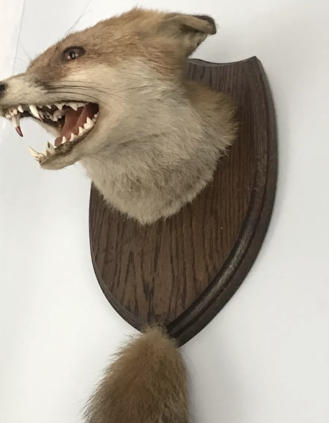 A fine taxidermy fox mask and brush. Shi - Image 6 of 6