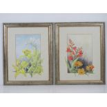 A pair of floral watercolours signed Wanda Sutton being Crocosmia and Gerbera, and Lillies,