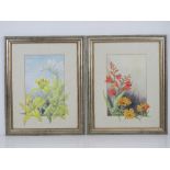 A pair of floral watercolours signed Wanda Sutton being Crocosmia and Gerbera, and Lillies, each