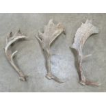 Three large single antlers, 49 - 66cm in length.