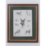 Print; Montage of deer sketches, 27 x 19cm, framed and glazed.