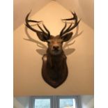 A fine eleven point taxidermy stag's head ('Royal') mounted on wooden shield base entitled