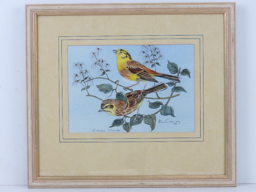 Alan Greenway; Watercolour 'Emberiza Citrinella', signed in pencil and dated 1993,