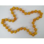 An Egg Yolk amber bead necklace, having alternating sized beads on double cord, largest approx 1.