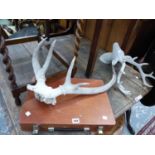 AN ARTIST BOX, STAG ANTLERS ETC.