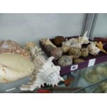 A SMALL QUANTITY OF VINTAGE LARGE SEA SHELLS.