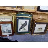 A COLLECTION OF ANTIQUE AND LATER ORNITHOLOGICAL PRINTS AND OTHER BOTANICAL STUDIES.