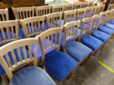 A UNIFORM UPHOLSTERED SET OF 24 LIME WASHED SIDE CHAIRS WITH BLUE VELVET UPHOLSTERY. SEAT HIGHT