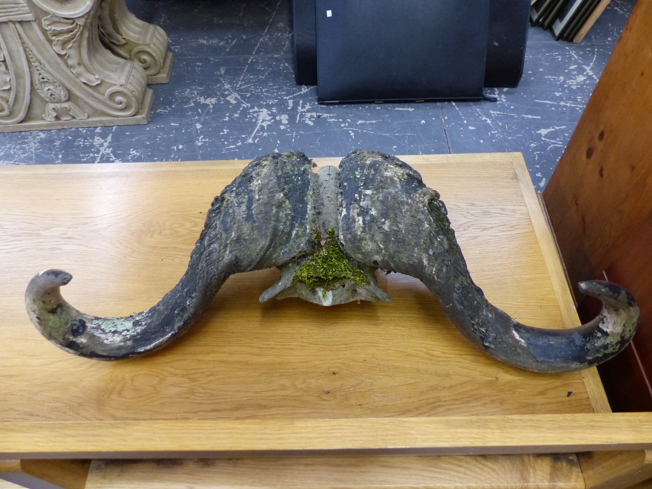 A LARGE OX SKULL AND HORNS. 97cms. - Image 2 of 3