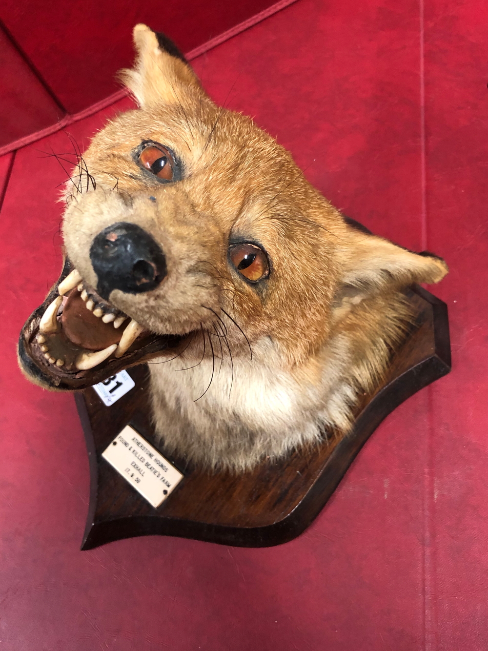 TWO OAK SHIELD MOUNTED FOX MASKS TOGETHER WITH TWO PADS, THE LATTER SHIELDS AND ONE FOX MASK - Image 4 of 17