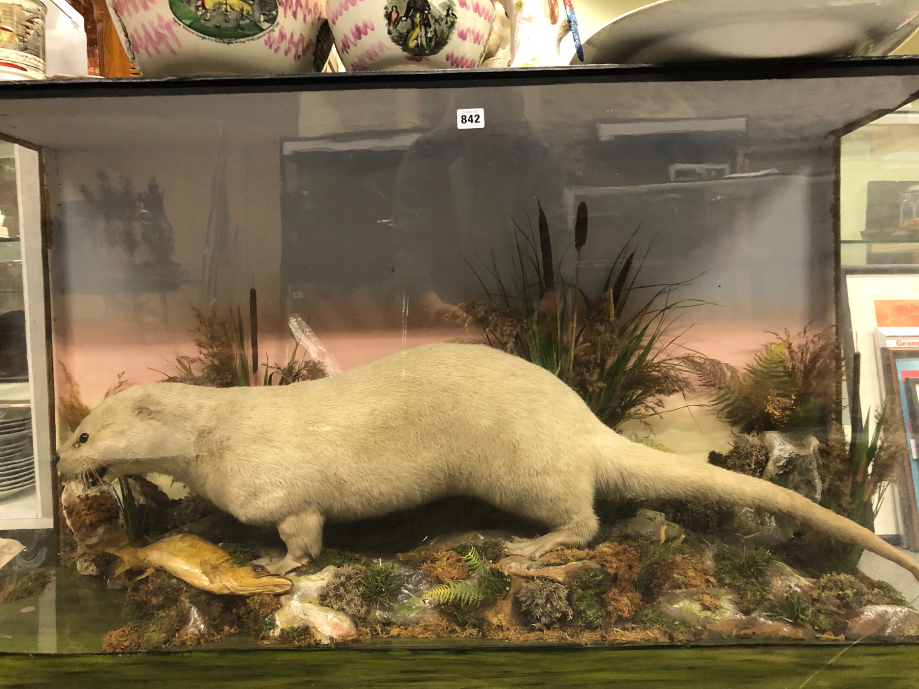A TAXIDERMY WHITE OTTER IN A GLAZED EBONISED CASE, PRESERVED AMONGST BULLRUSHES WITH A FISH, THE - Image 2 of 14