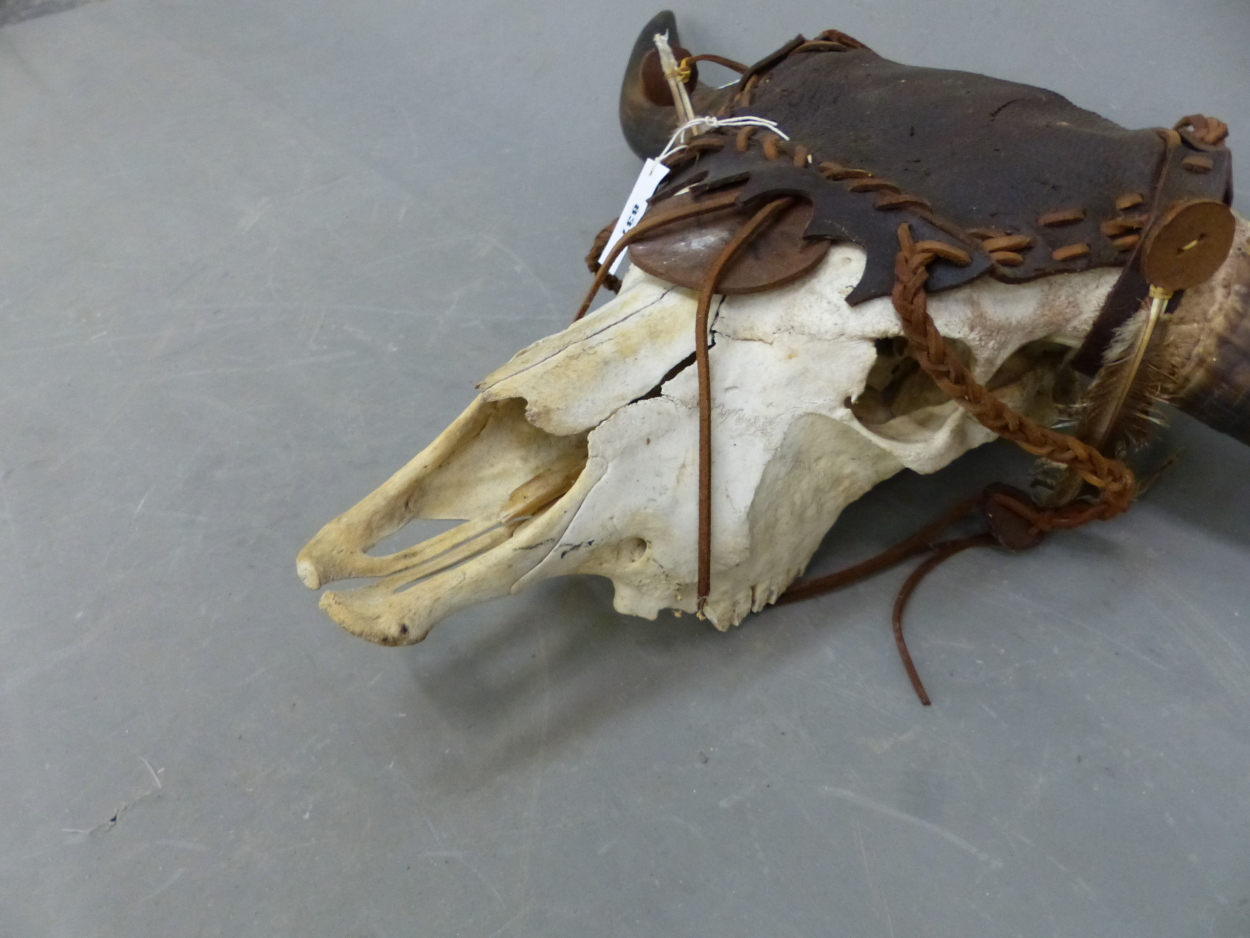 AN INDIAN GALA BULL SKULL DECORATED WITH LEATHER WORK AND FEATHERS BETWEEN THE TWO HORNS. W 106cms. - Image 2 of 6
