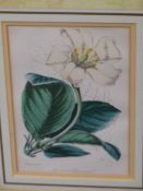 AFTER P REDOUTE. FOUR ANTIQUE HAND COLOURED BOTANICAL PRINTS, TOGETHER WITH THREE OTHERS BY