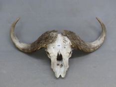 A CAPE BUFFALO SKULL, THE HORNS. W 102cms.