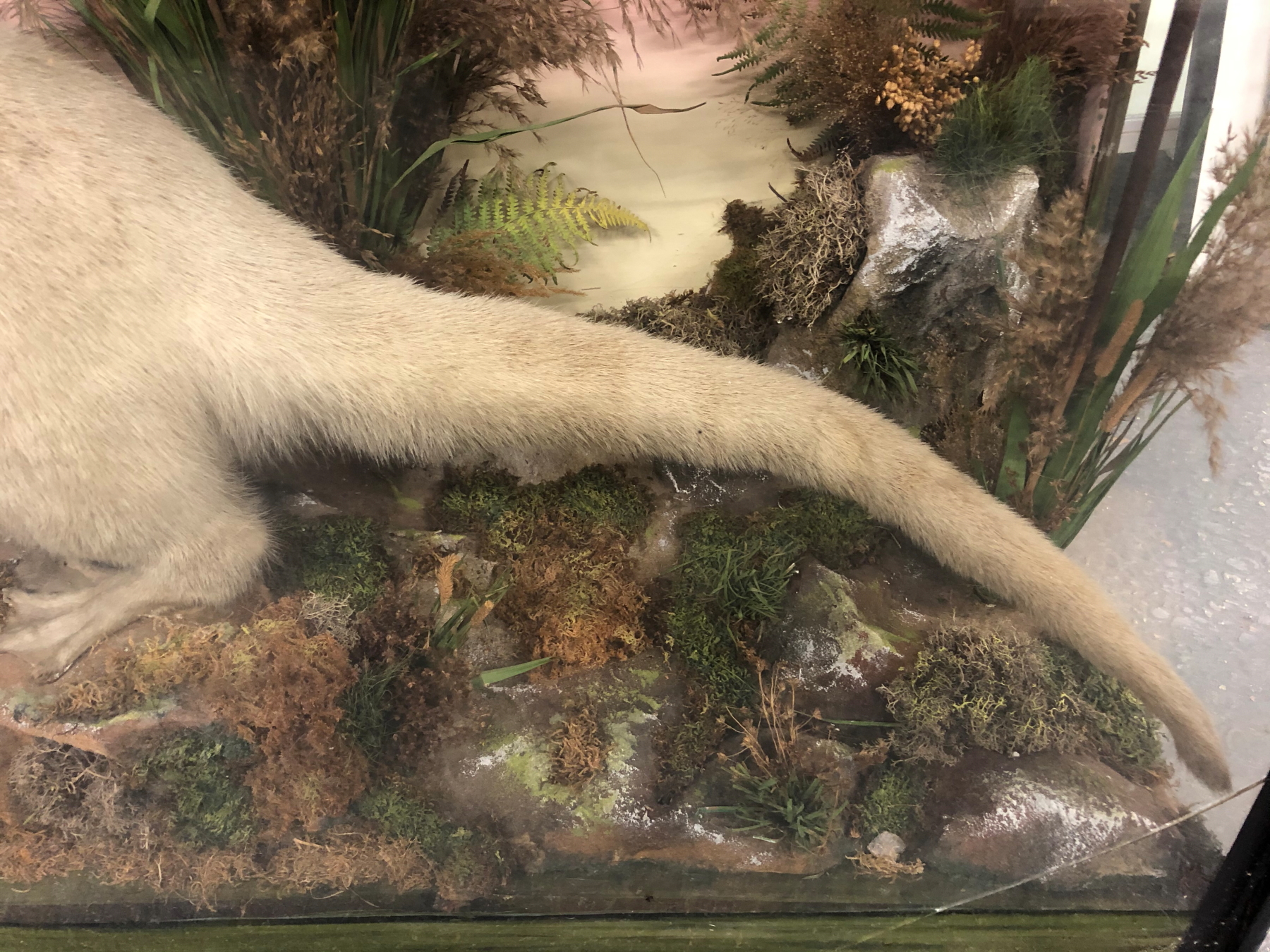 A TAXIDERMY WHITE OTTER IN A GLAZED EBONISED CASE, PRESERVED AMONGST BULLRUSHES WITH A FISH, THE - Image 9 of 14