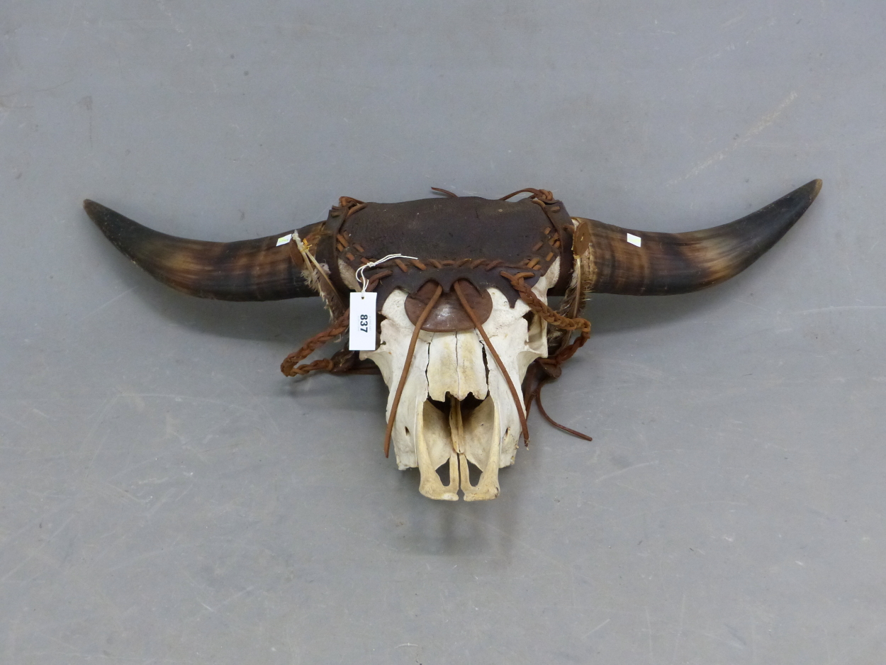 AN INDIAN GALA BULL SKULL DECORATED WITH LEATHER WORK AND FEATHERS BETWEEN THE TWO HORNS. W 106cms.
