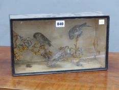 THREE LINNETS PERCHED ON LICHEN COVERED TWIGS WITHIN A GLASS FRONTED EBONISED CASE. W 35.5 x D 13.