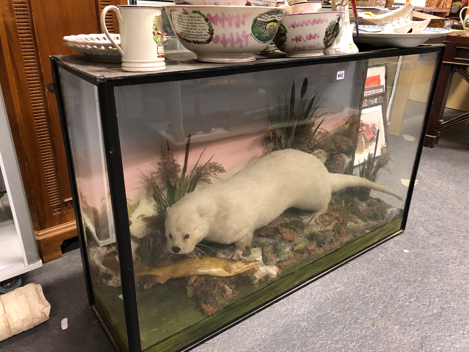 A TAXIDERMY WHITE OTTER IN A GLAZED EBONISED CASE, PRESERVED AMONGST BULLRUSHES WITH A FISH, THE - Image 14 of 14