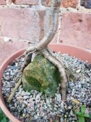 HORNBEAM YAMADORI BONSAI, TRAINING AS ROOT OVER ROCK. 8 YEARS OLD IN TRAINING POT. Dia. 21 x H.