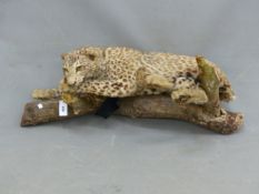 A TAXIDERMY LEOPARD RECLINING ON A BRANCH. W 92cms.