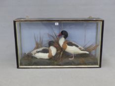 A PAIR OF TAXIDERMY SHELDUCKS, THE BACK OF THE GLAZED EBONISED WOOD CASE LABELLED FOR H CLARKE. W 92
