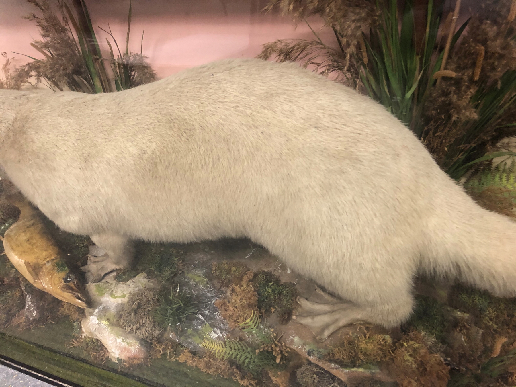 A TAXIDERMY WHITE OTTER IN A GLAZED EBONISED CASE, PRESERVED AMONGST BULLRUSHES WITH A FISH, THE - Image 10 of 14