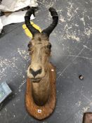 A 1906 OAK SHIELD MOUNTED HEAD OF A CAPE HARTEBEEST. H 103cms.