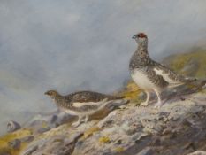 PHILIP RICKMAN (1891-1982). ARR. PTARMIGAN, SIGNED AND DATED 1968, WATERCOLOUR 38 x 56cms.