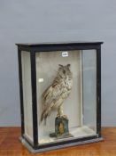 A TAXIDERMY LONG EARED OWL PERCHED WITHIN A GLAZED EBONISED CASE WITH RECTANGULAR FRONT. W 44.5 x