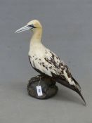 A TAXIDERMY GANNET PERCHED ON A ROCK. H 55cms.