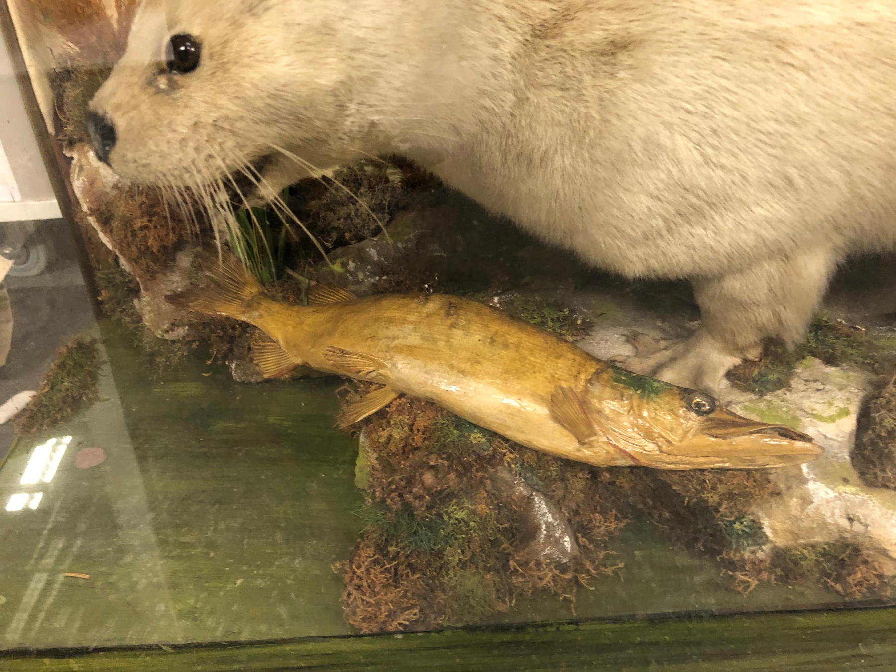 A TAXIDERMY WHITE OTTER IN A GLAZED EBONISED CASE, PRESERVED AMONGST BULLRUSHES WITH A FISH, THE - Image 5 of 14