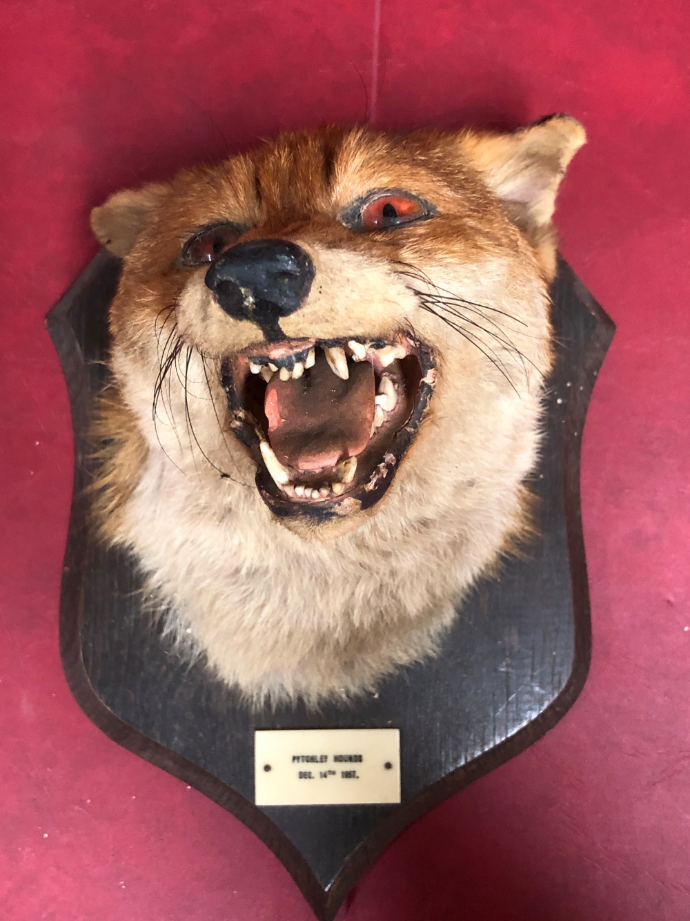 TWO OAK SHIELD MOUNTED FOX MASKS TOGETHER WITH TWO PADS, THE LATTER SHIELDS AND ONE FOX MASK - Image 11 of 17