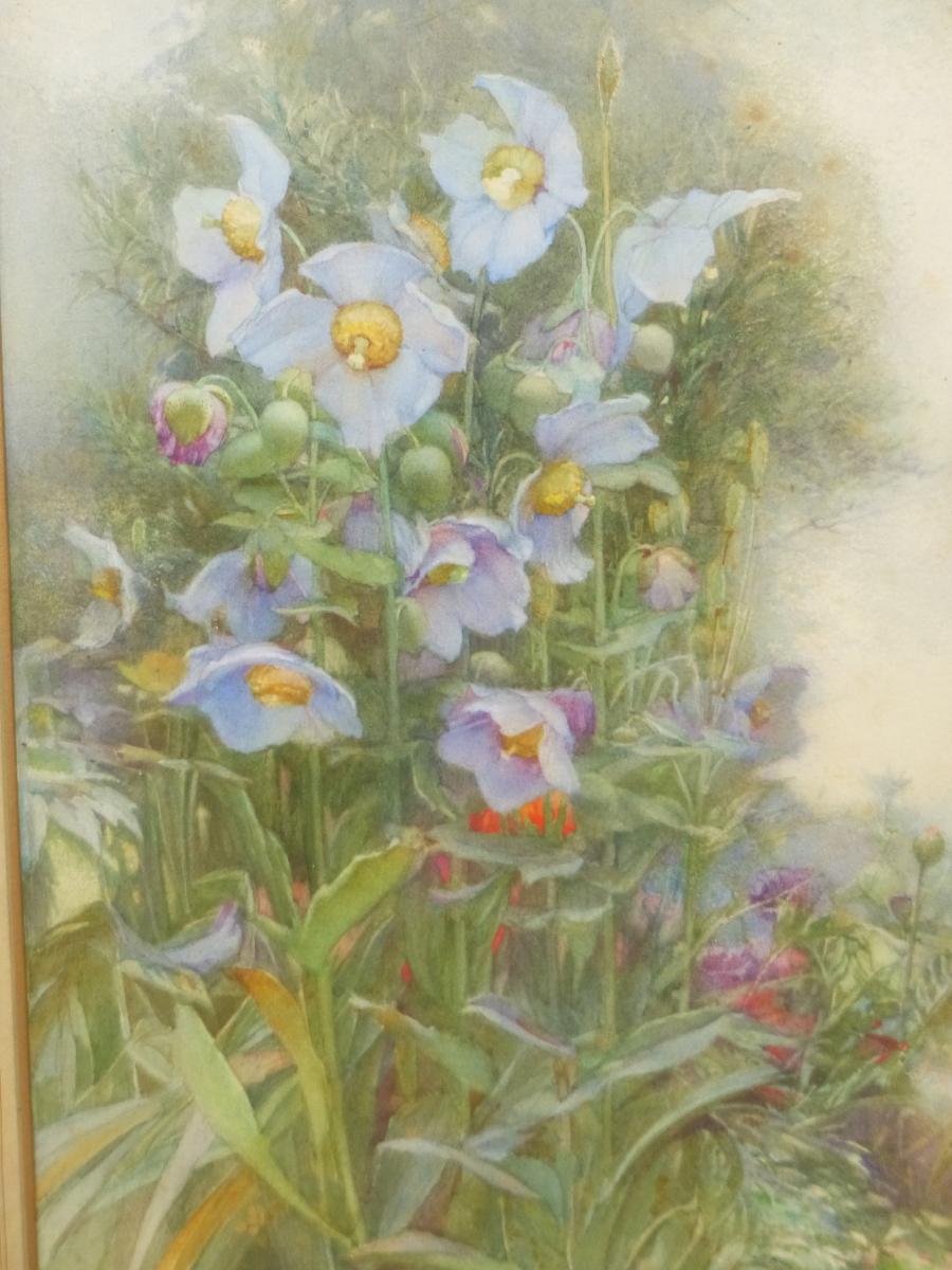 JAMES VALENTINE JELLEY (1856-1943). STUDY OF MEADOW FLOWERS, SIGNED, WATERCOLOUR, 46 x 26cms.