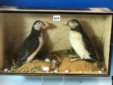 A PAIR OF TAXIDERMY PUFFINS STANDING ON A SHELL STREW BEACH WITH A GLASS FRONTED EBONISED WOOD CASE.