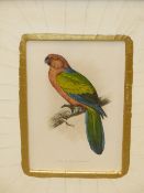 AFTER W.T. GREENE. FOUR ANTIQUE COLOURED PRINTS OF PARROTS 23 x 15cms, BESPOKE GILT AND LACQUER